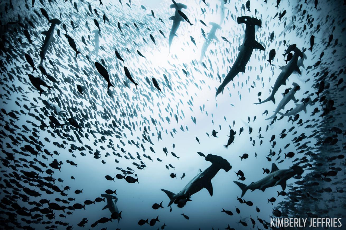 Scalloped Hammerhead Sharks