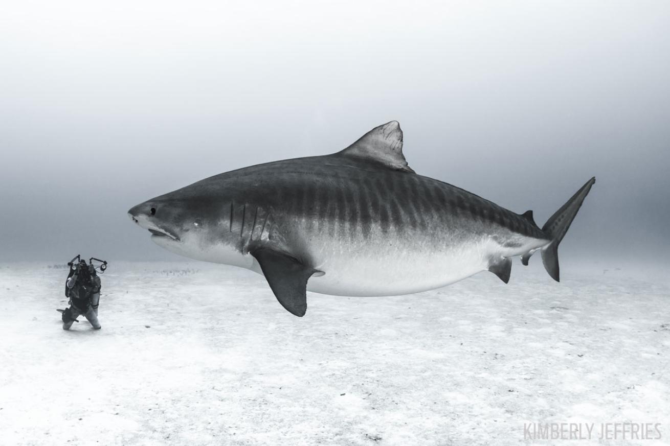 Tiger Shark in Kona, Hawaii