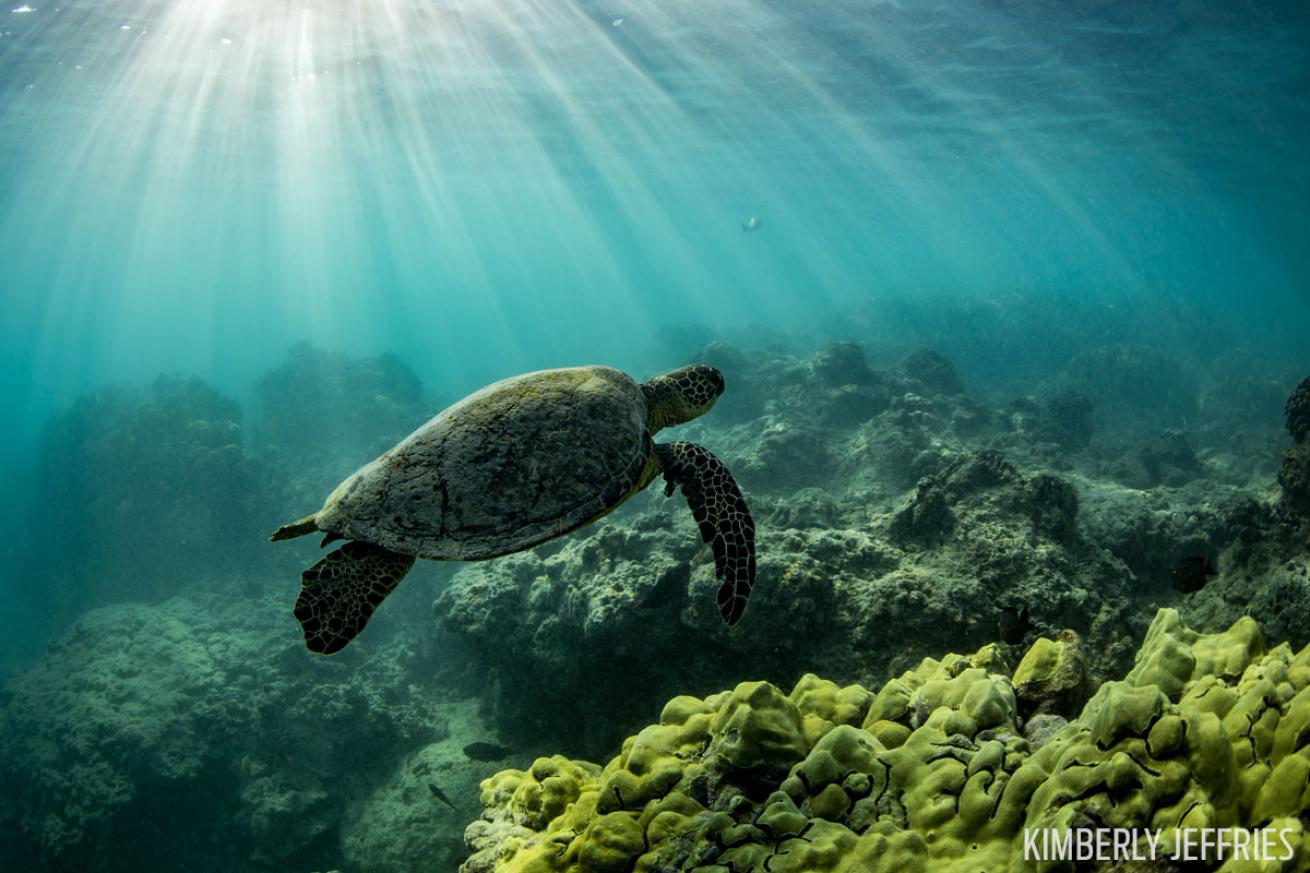 Hawaiian Green Sea Turtle