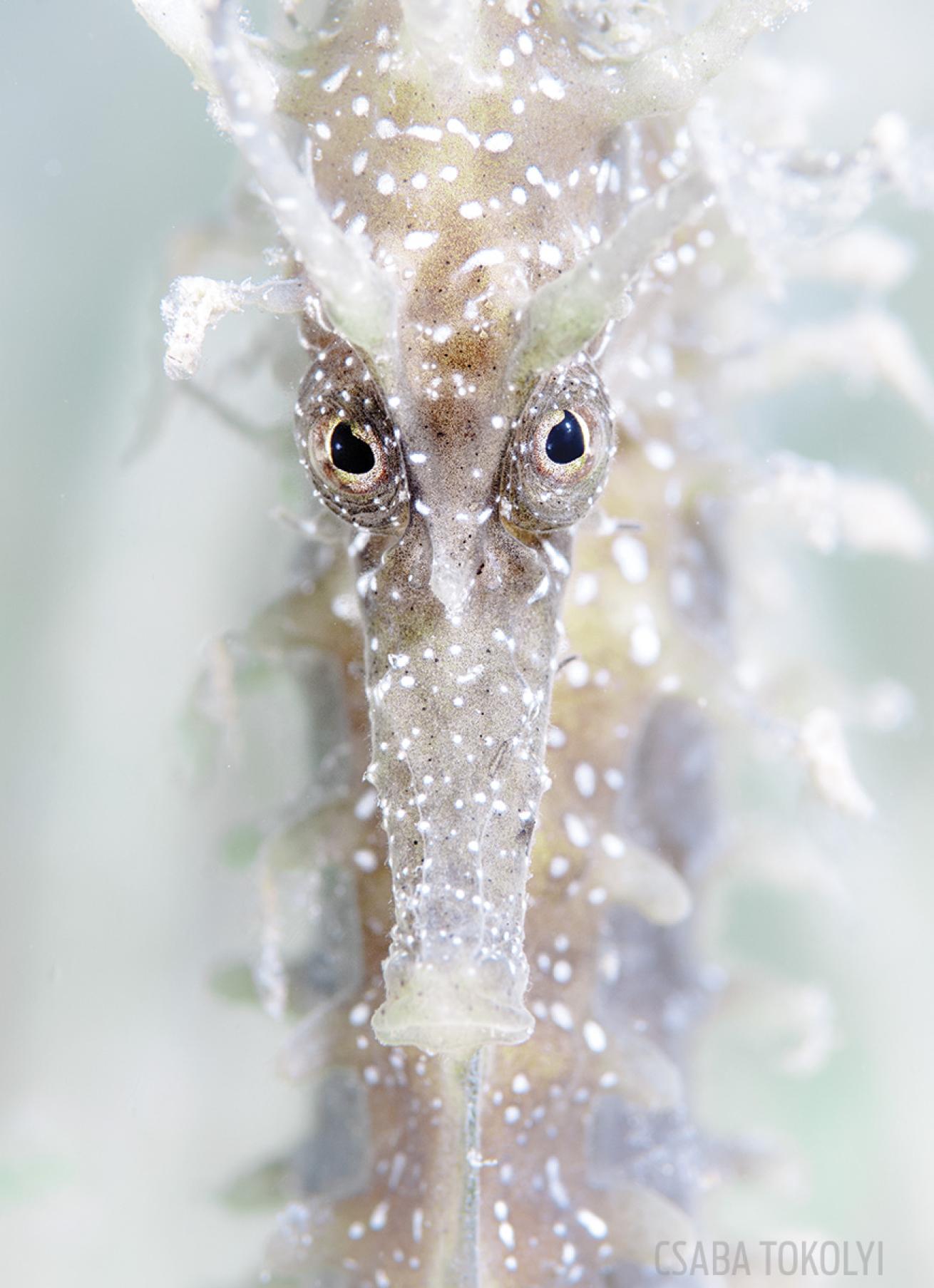 seahorse photo