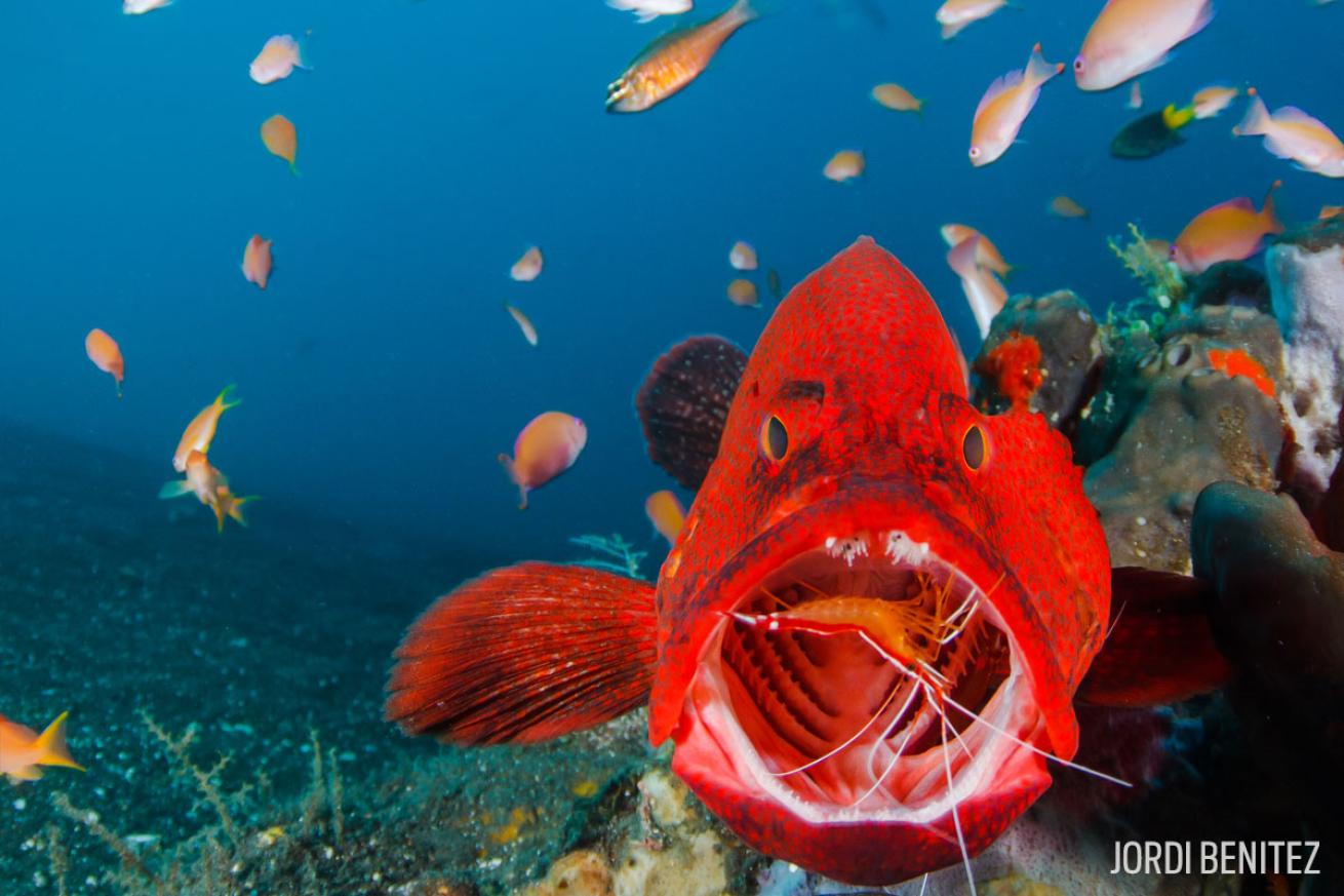 coral grouper cleaner shrimp mutualism
