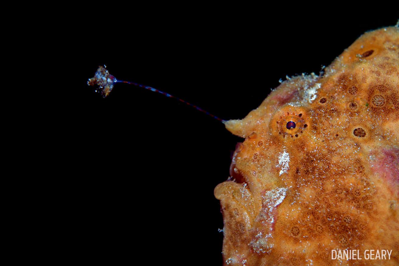 painted frogfish lure