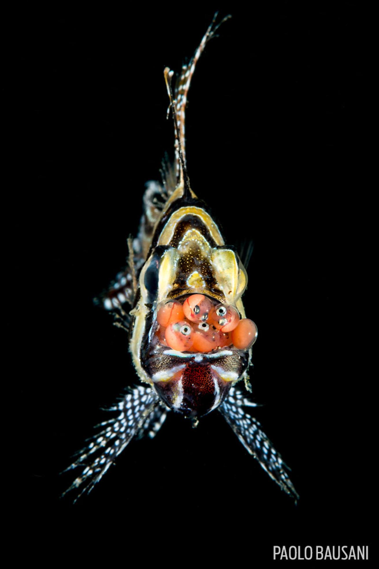 male cardinal fish mouthbrooder incubate babies in mouth