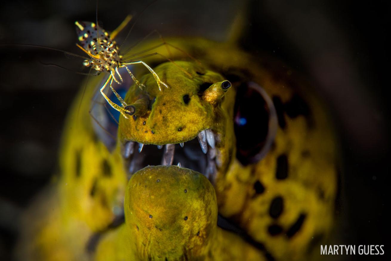 moray eel cleaner shrimp mutualism symbiosis