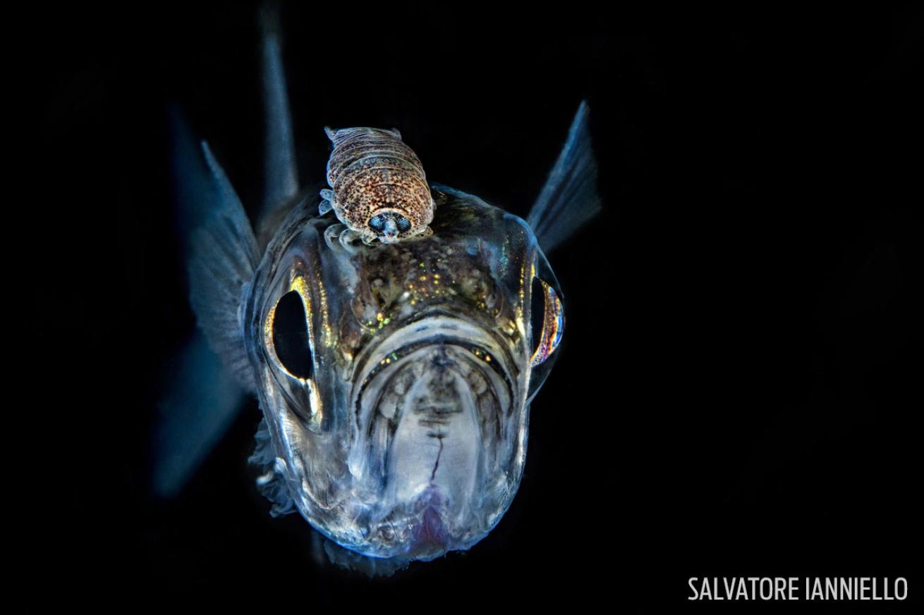 fish with parasite