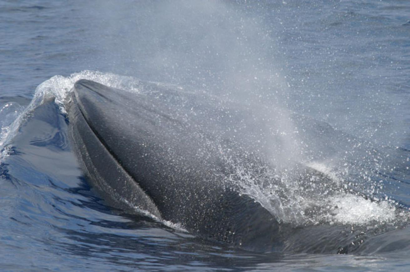 brydes whale