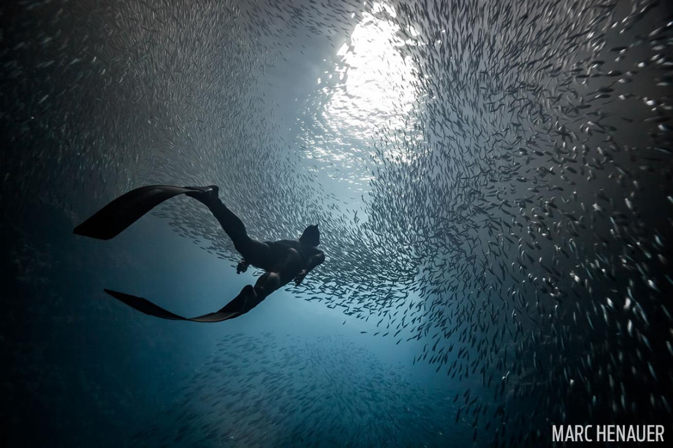 Freediver in Tonga