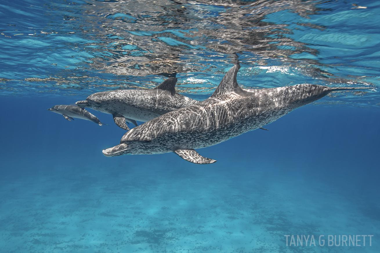 dolphin underwater photography tips