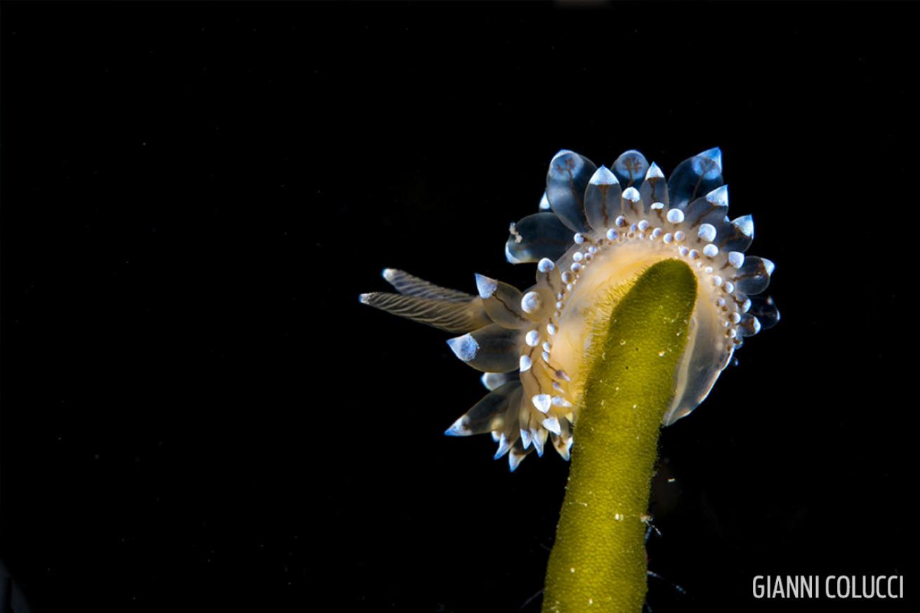 nudibranch changing colors