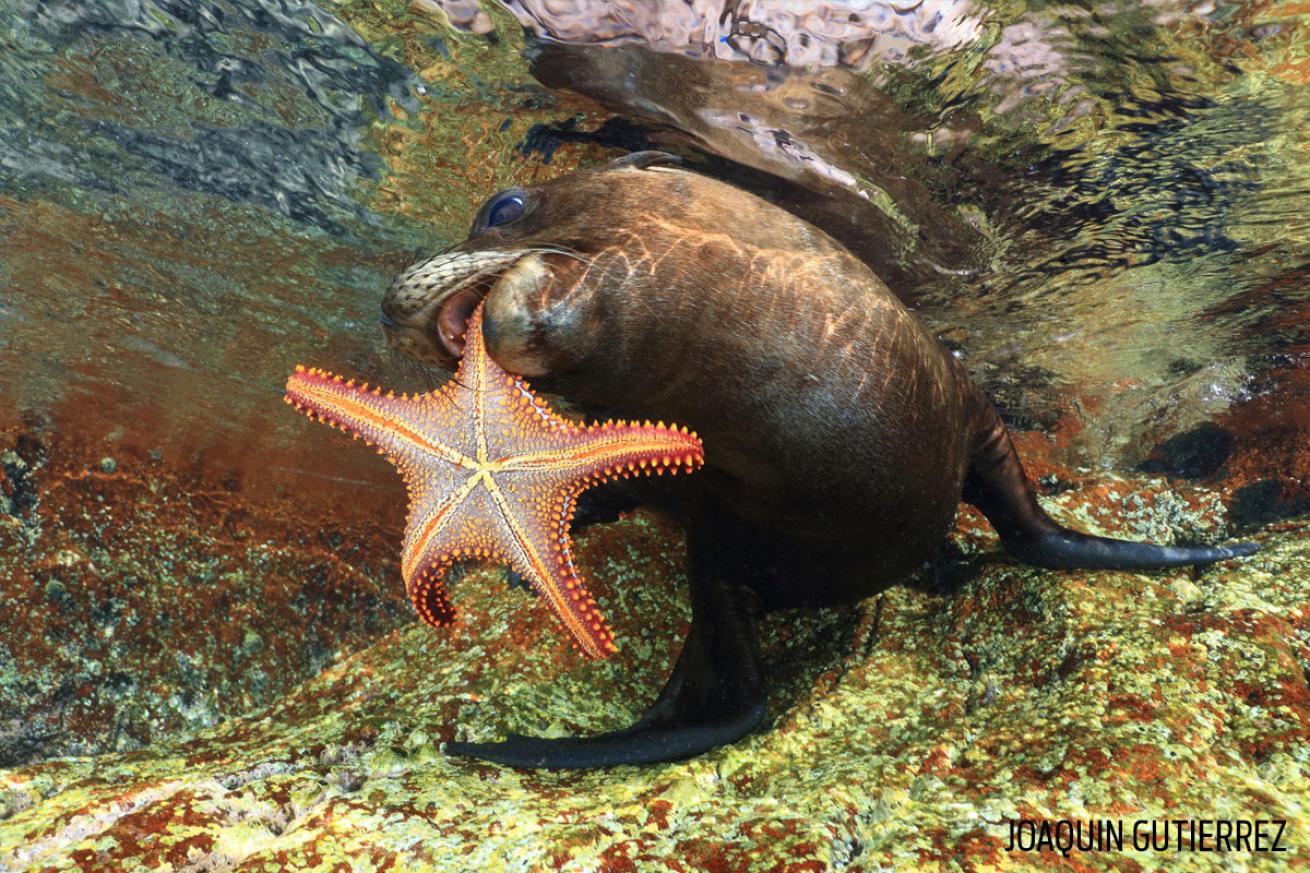 sea lion eating starfish