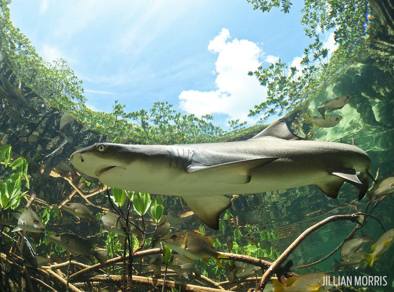 lemon shark in mangroves Bahamas