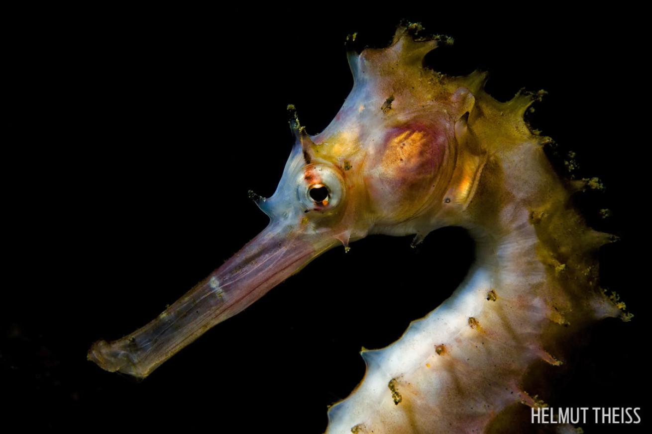 spiny seahorse