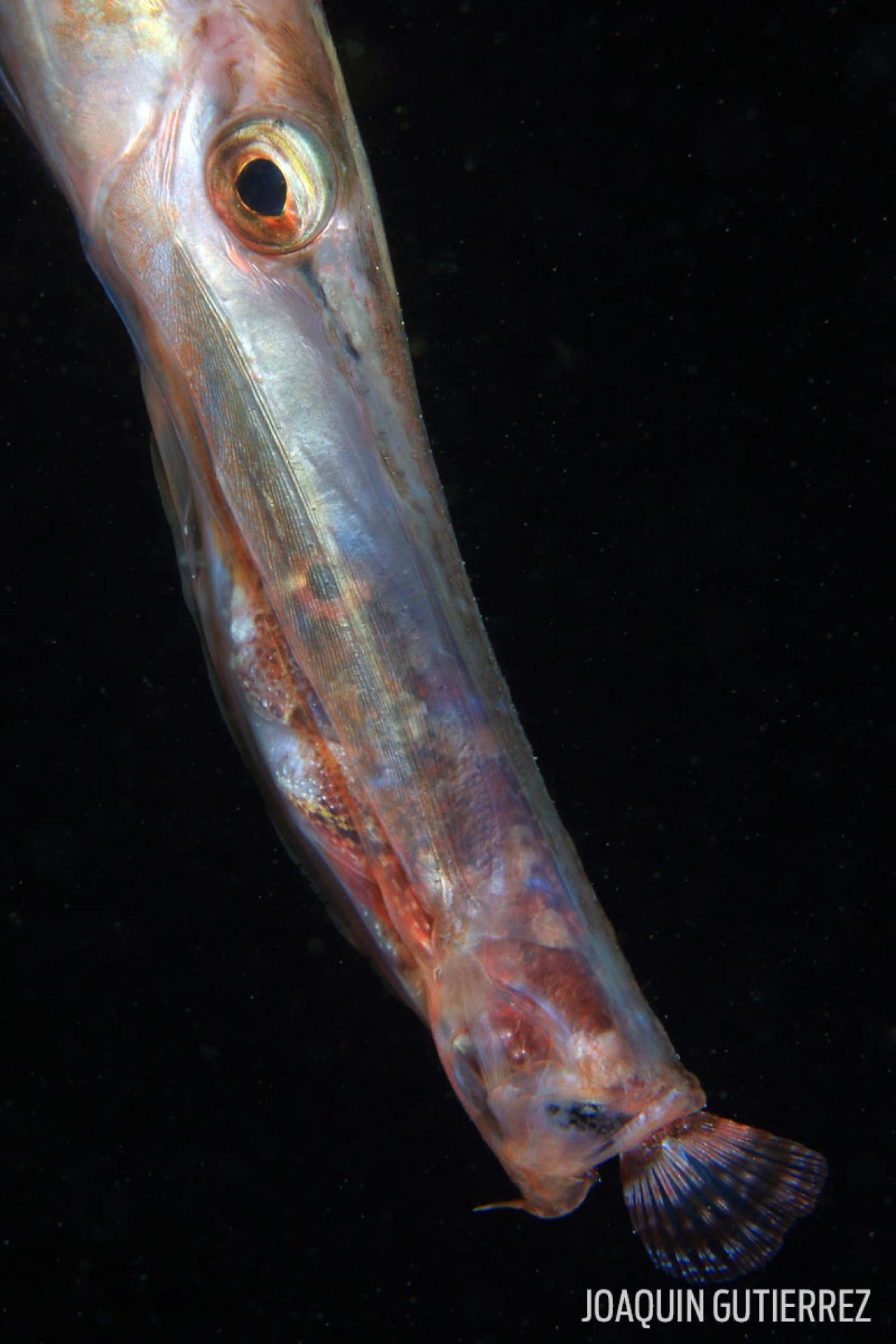 trumpeter fish eating