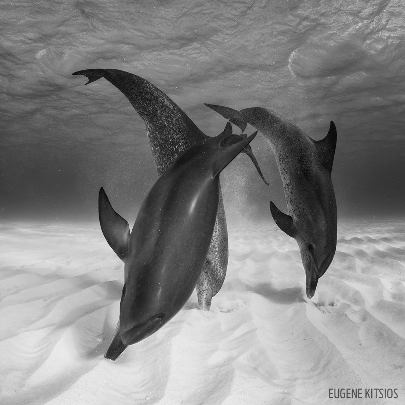 dolphins echolocating