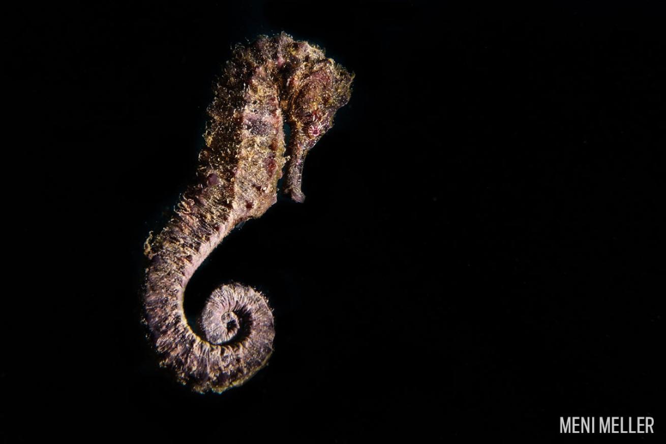 seahorse diurnal