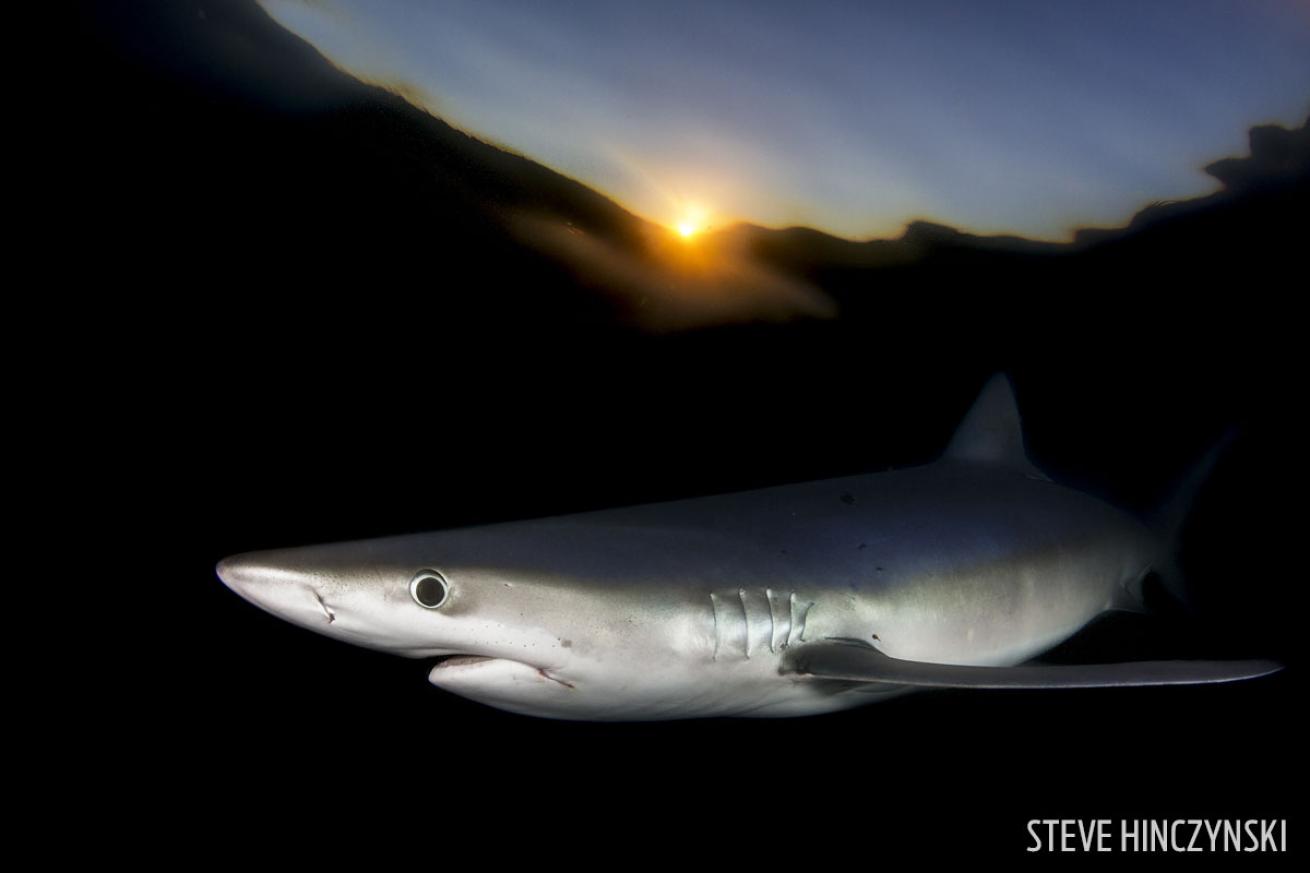 blue shark setting sun