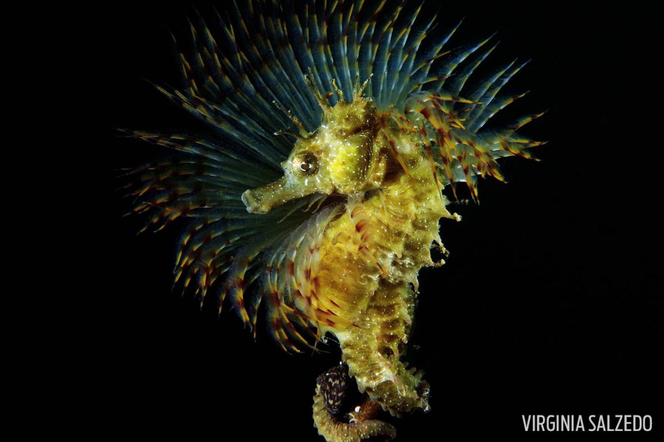 seahorse lon-snouted italy