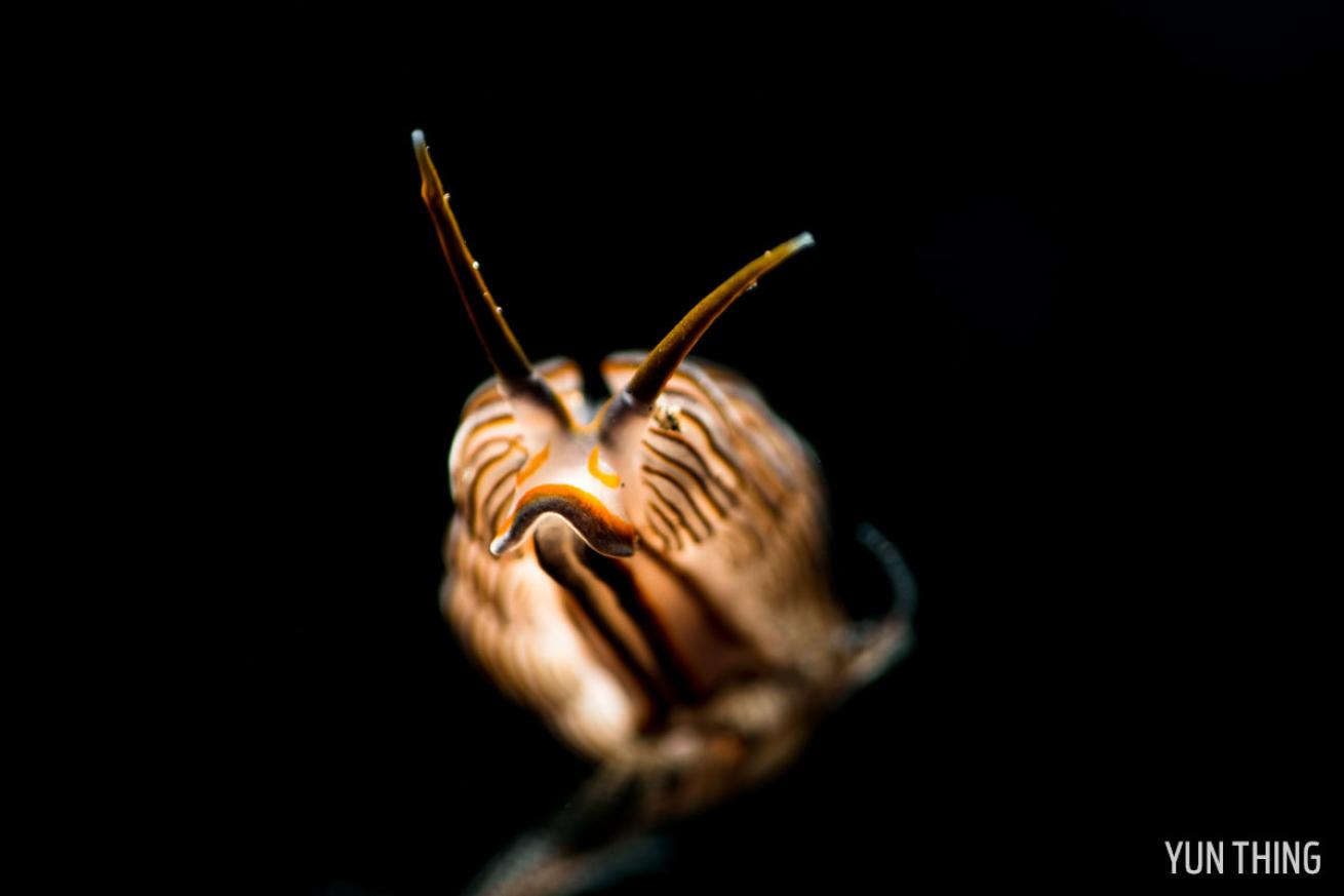 Nudibranch antenna-like appendages rhinopores