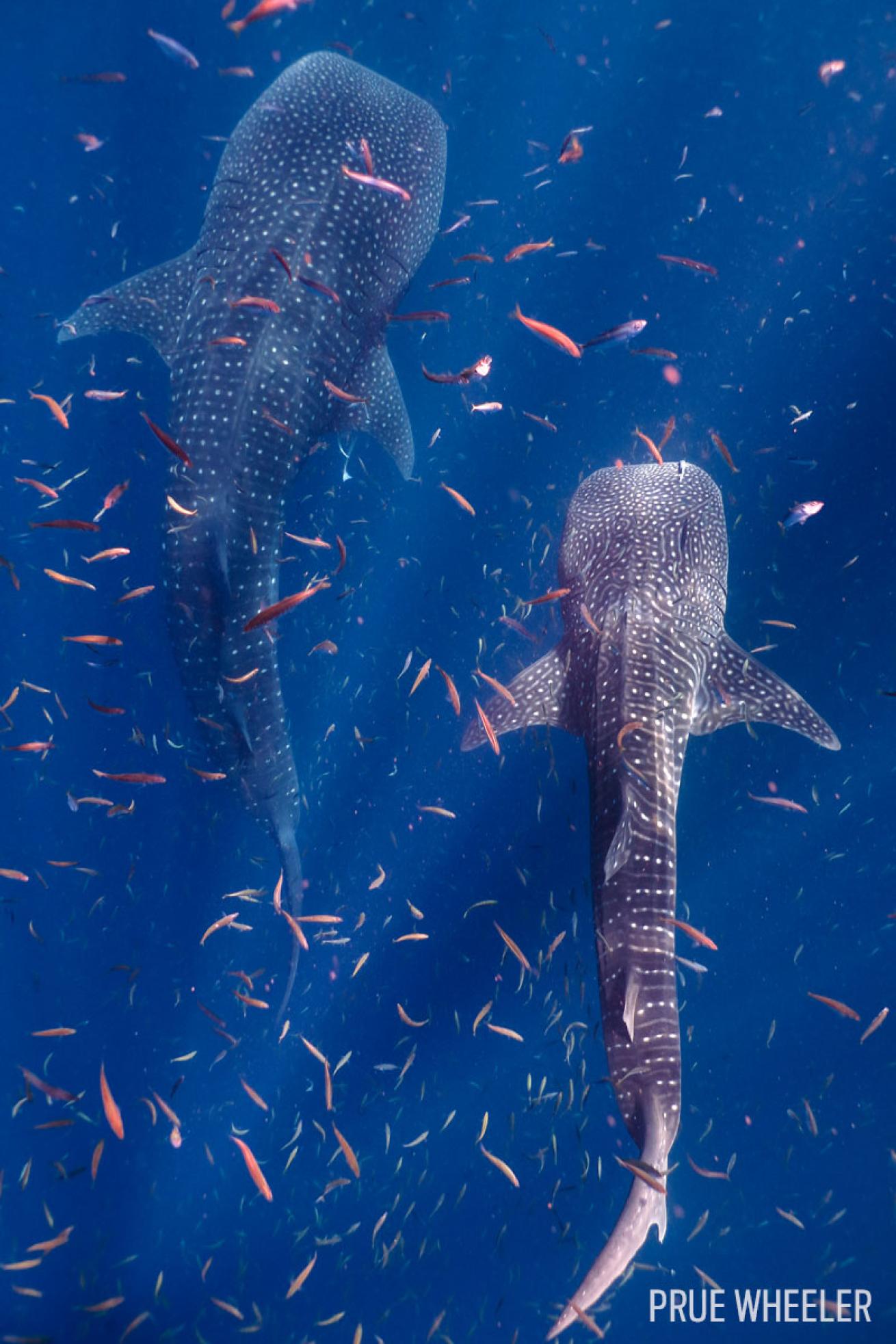 Whale sharks Ningaloo Reef in Western Australia