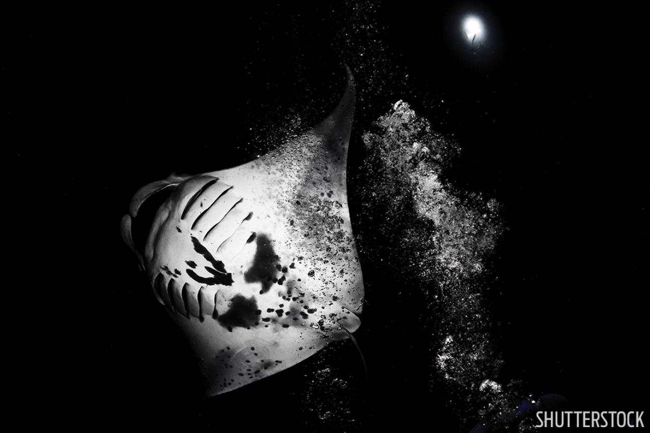 Kona Manta Night Dive