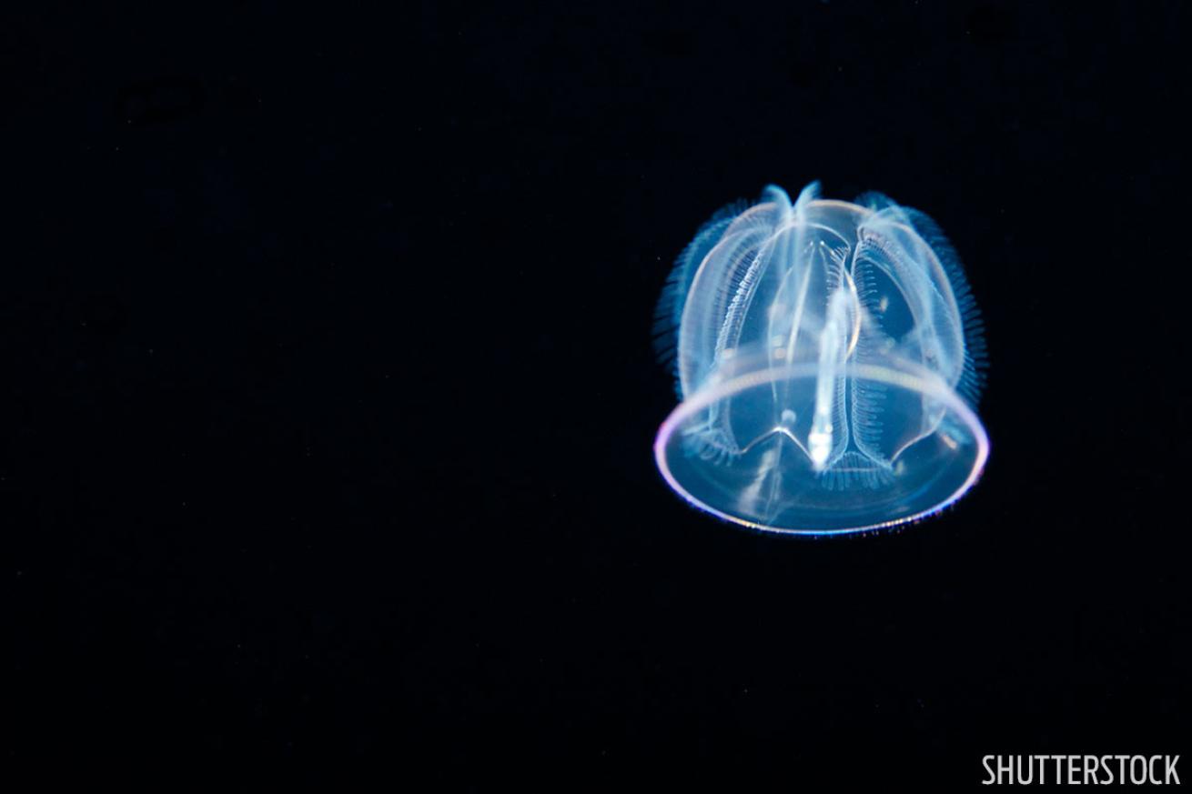 Blackwater Diving Hawaii