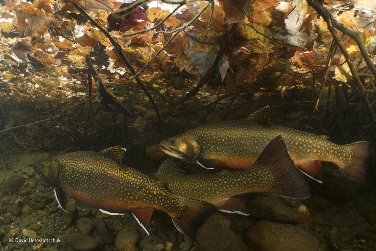 salmon in a stream