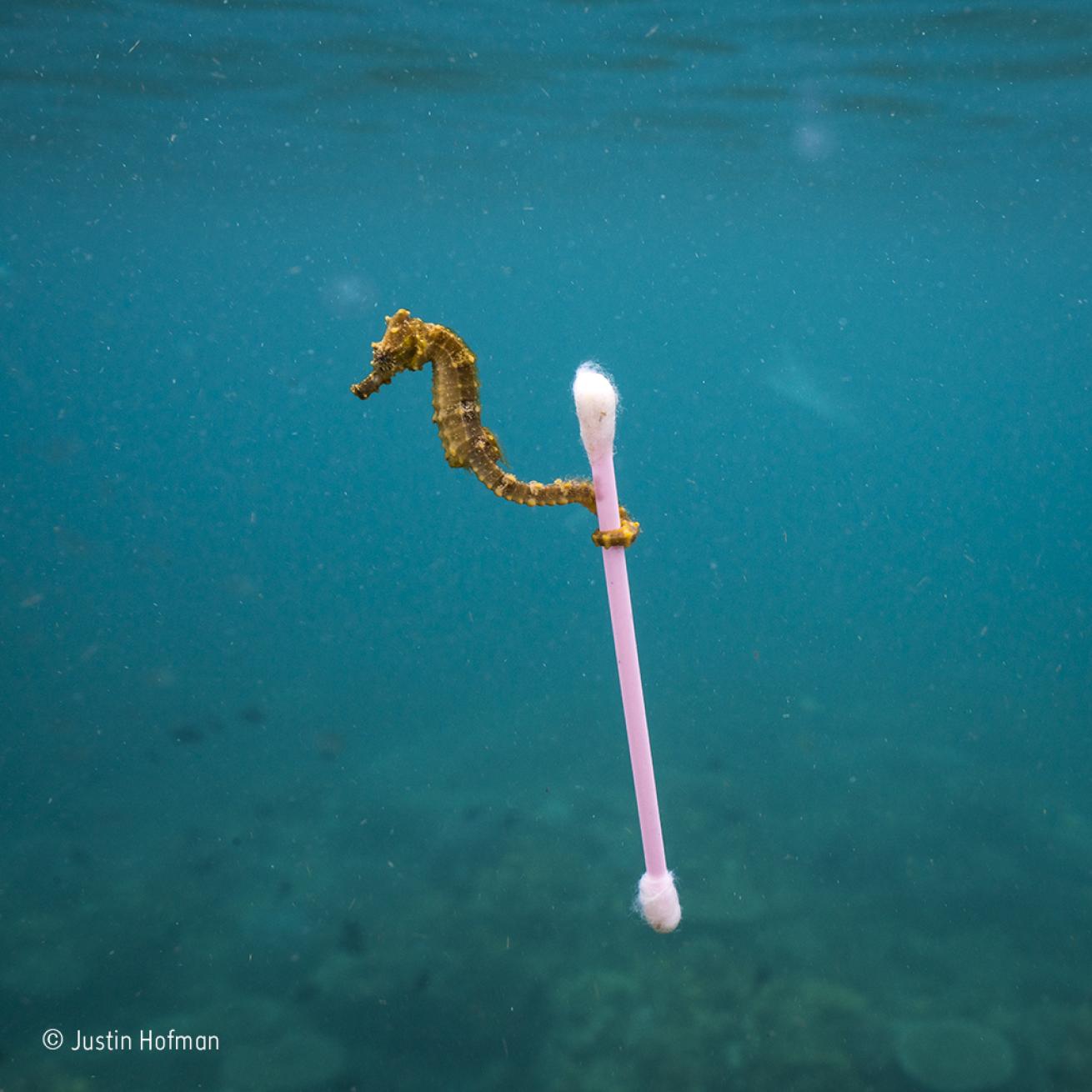 wildlife photographer of the year seahorse trash