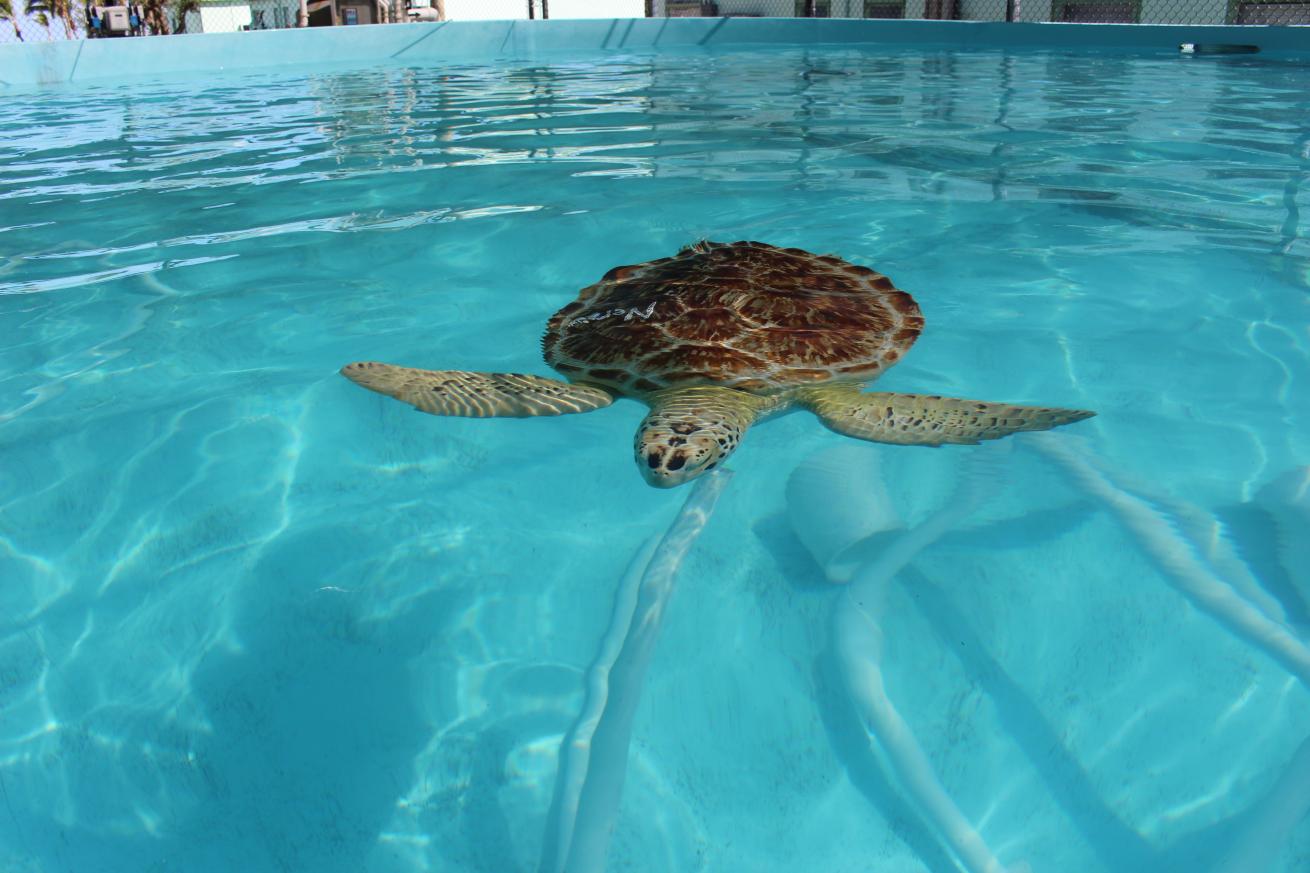 sea turtle key largo