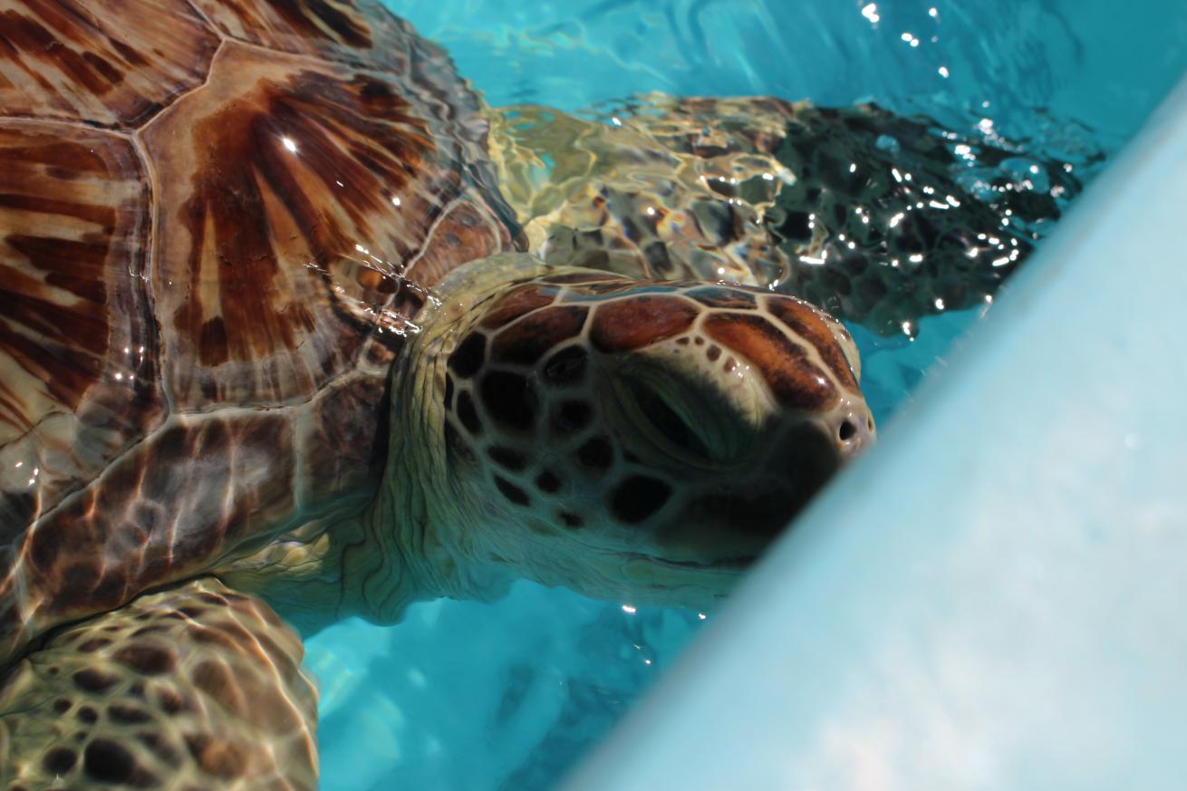 sea turtle photo