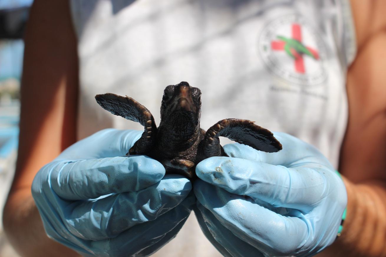 baby sea turtle key largo