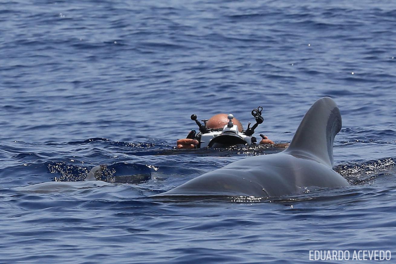 pilot whale in spain