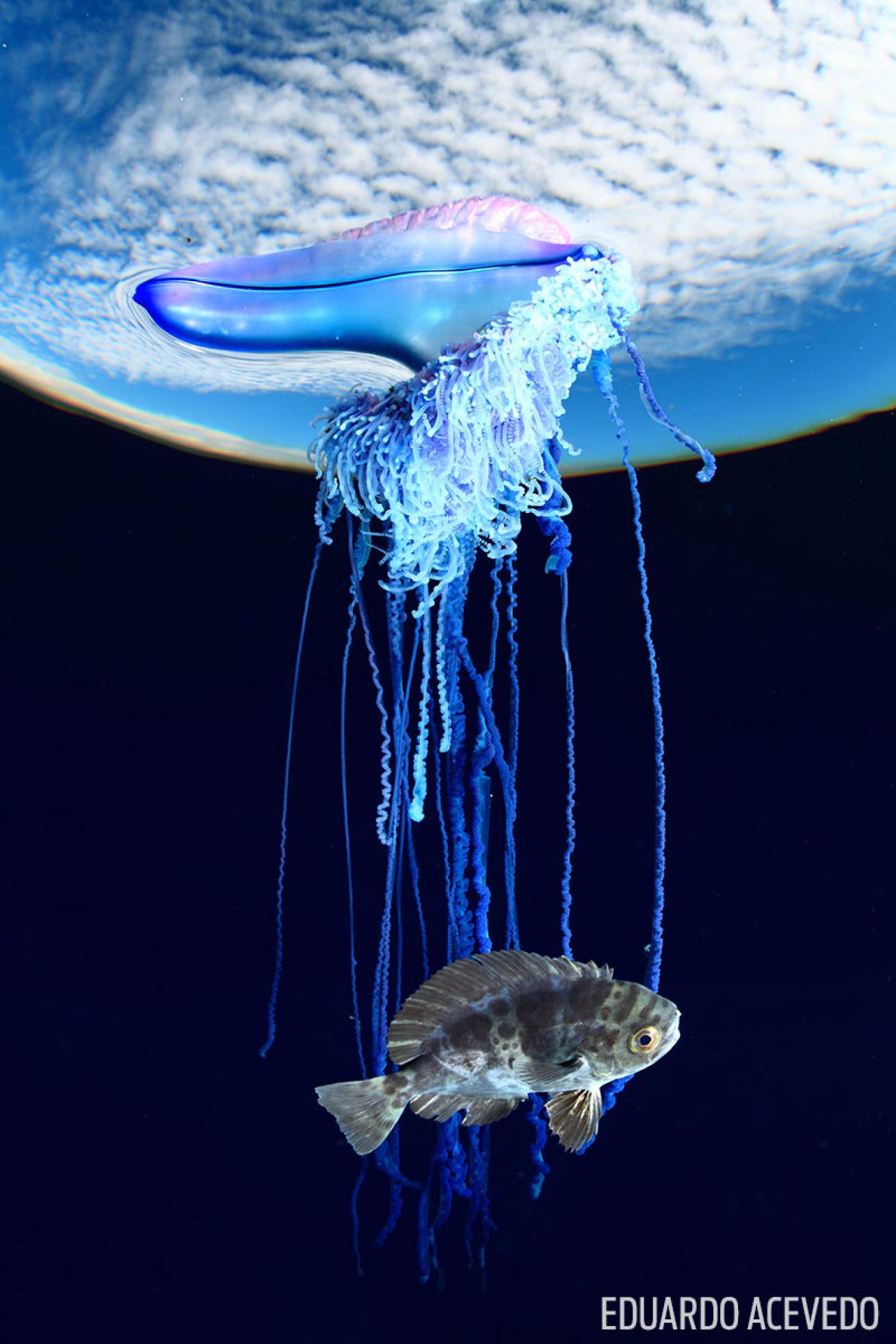 Portugese Man O War