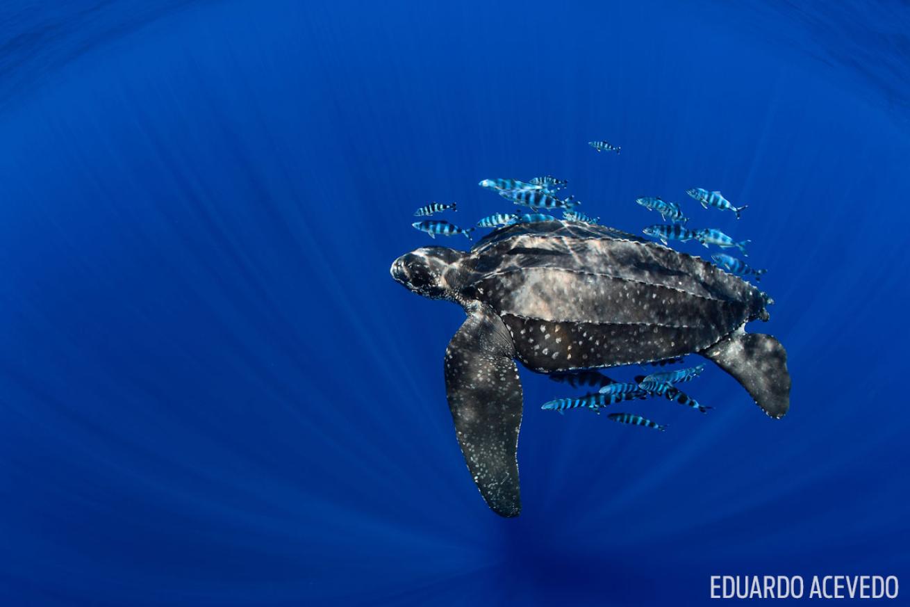 Leatherback Sea Turtle