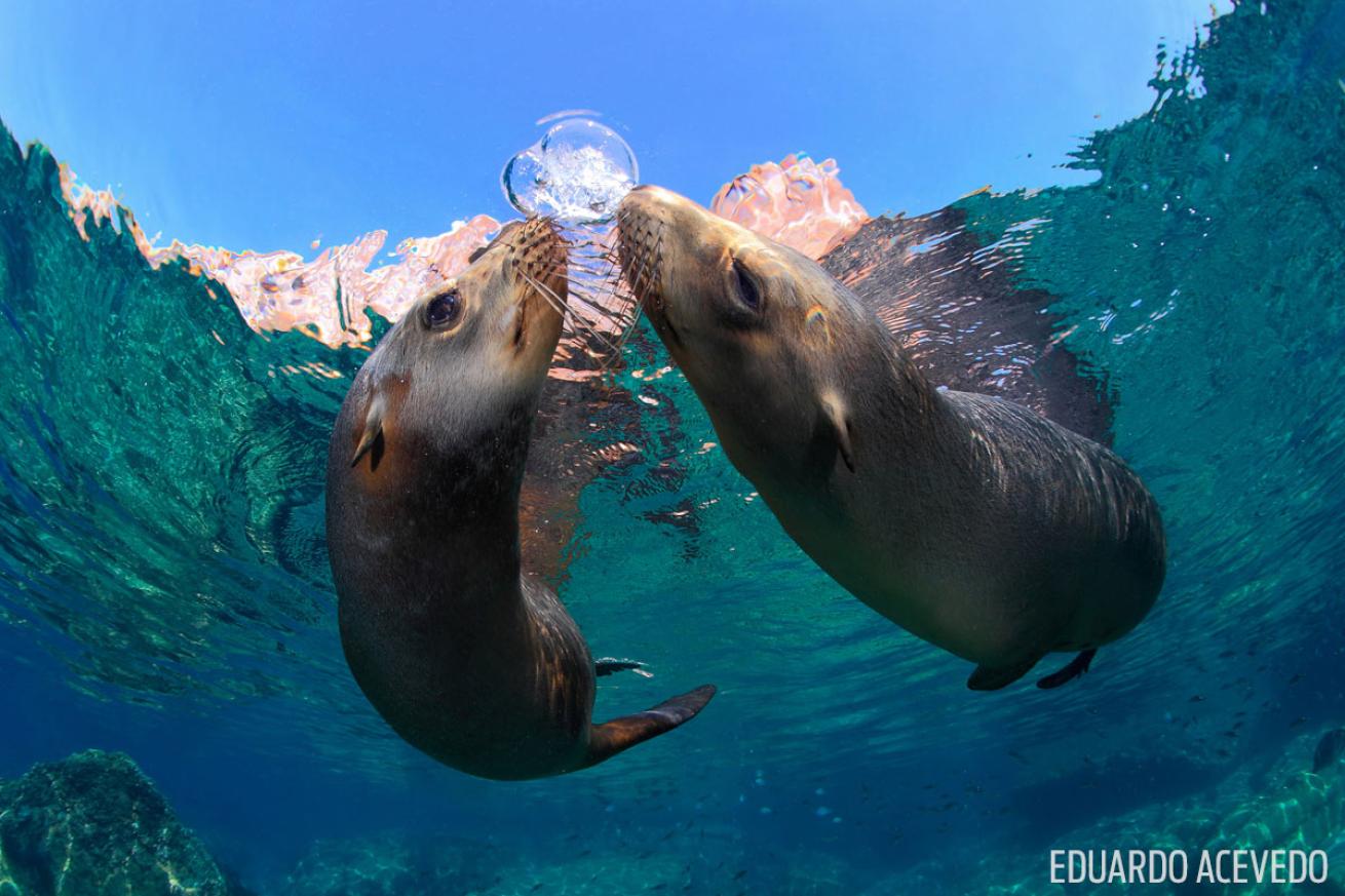 sea lions la paz