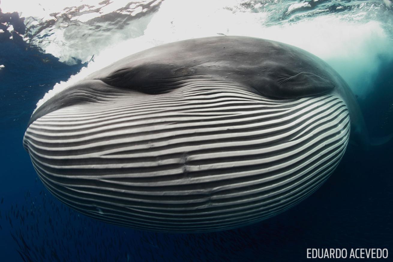 bryde whale in spain