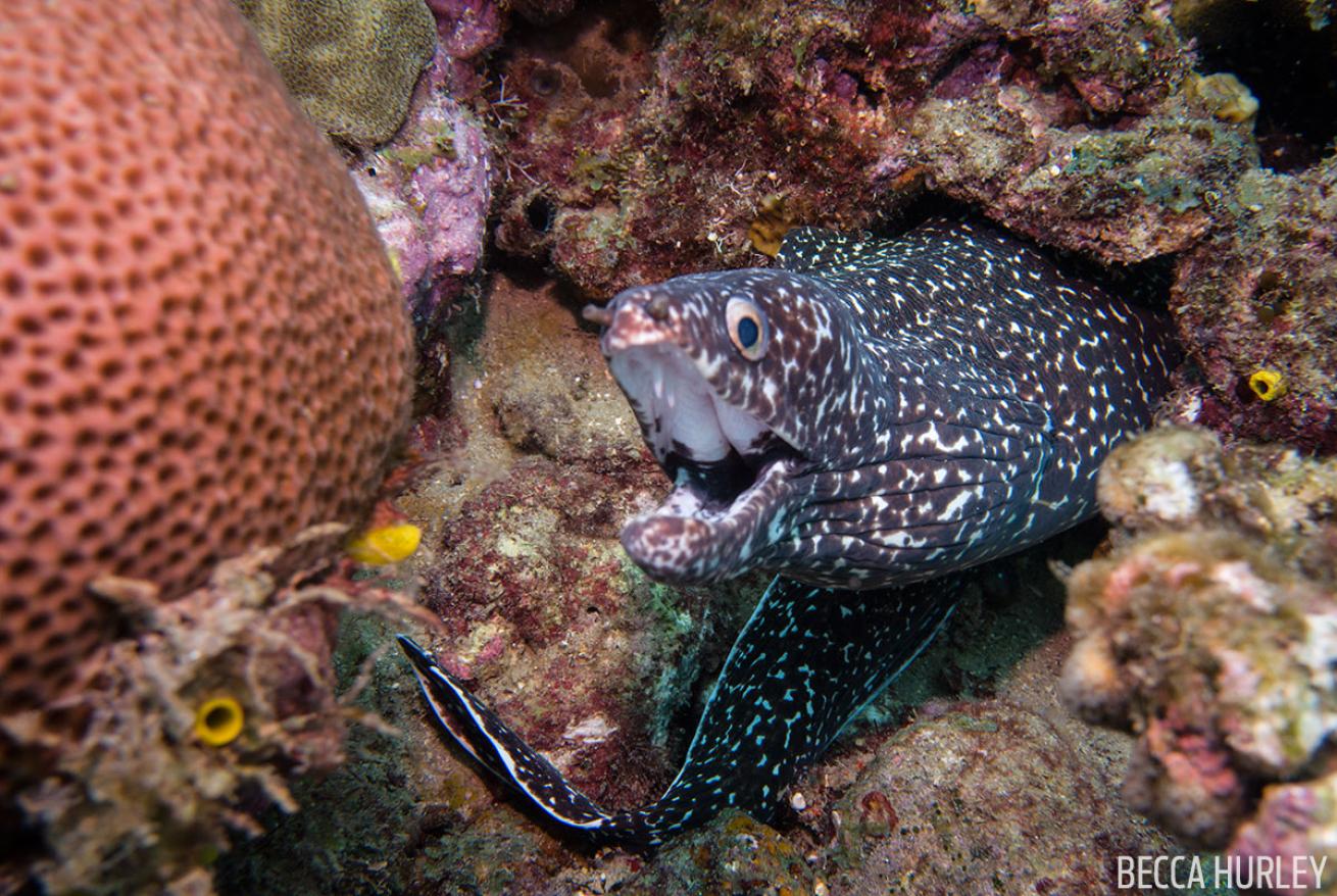 Moray Eel St. Lucia 