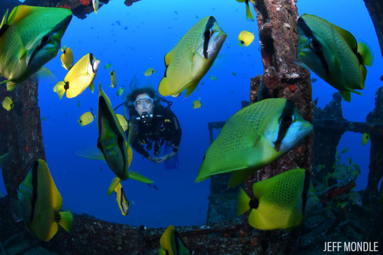 Wreck Diving Oahu Hawaii 