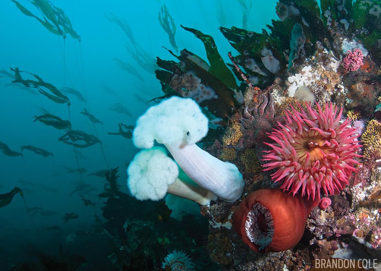 Giant Plumose Anemones Washington 