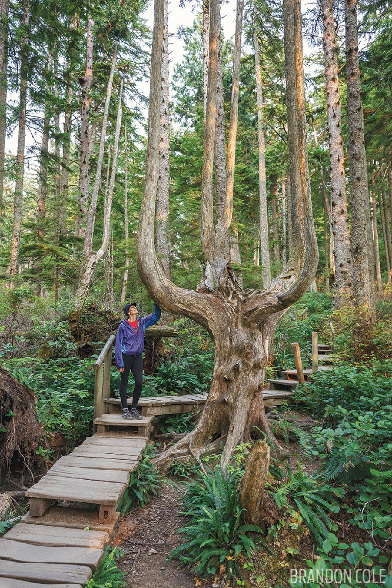 Cape Flattery Trail Washington 