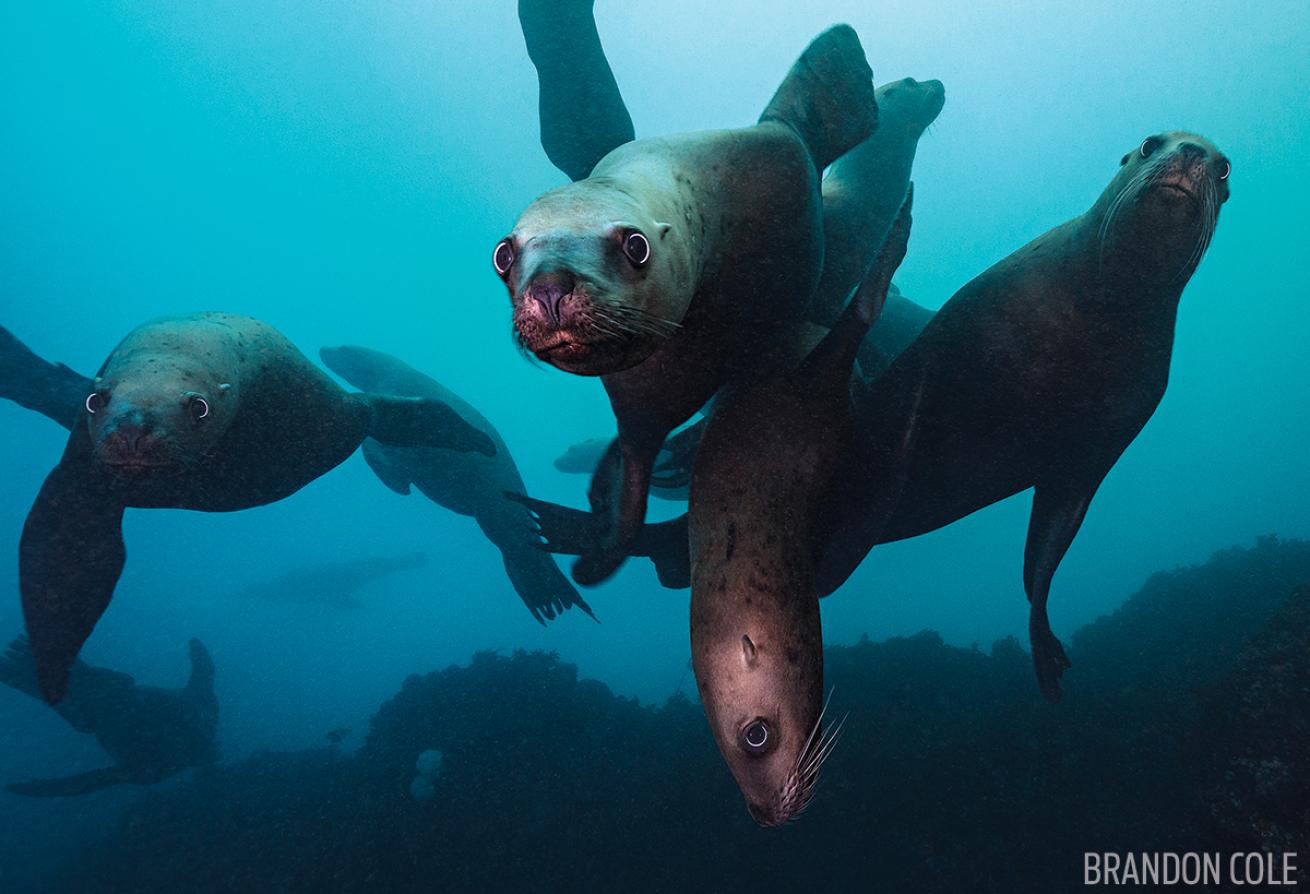 Sea Lions Washington