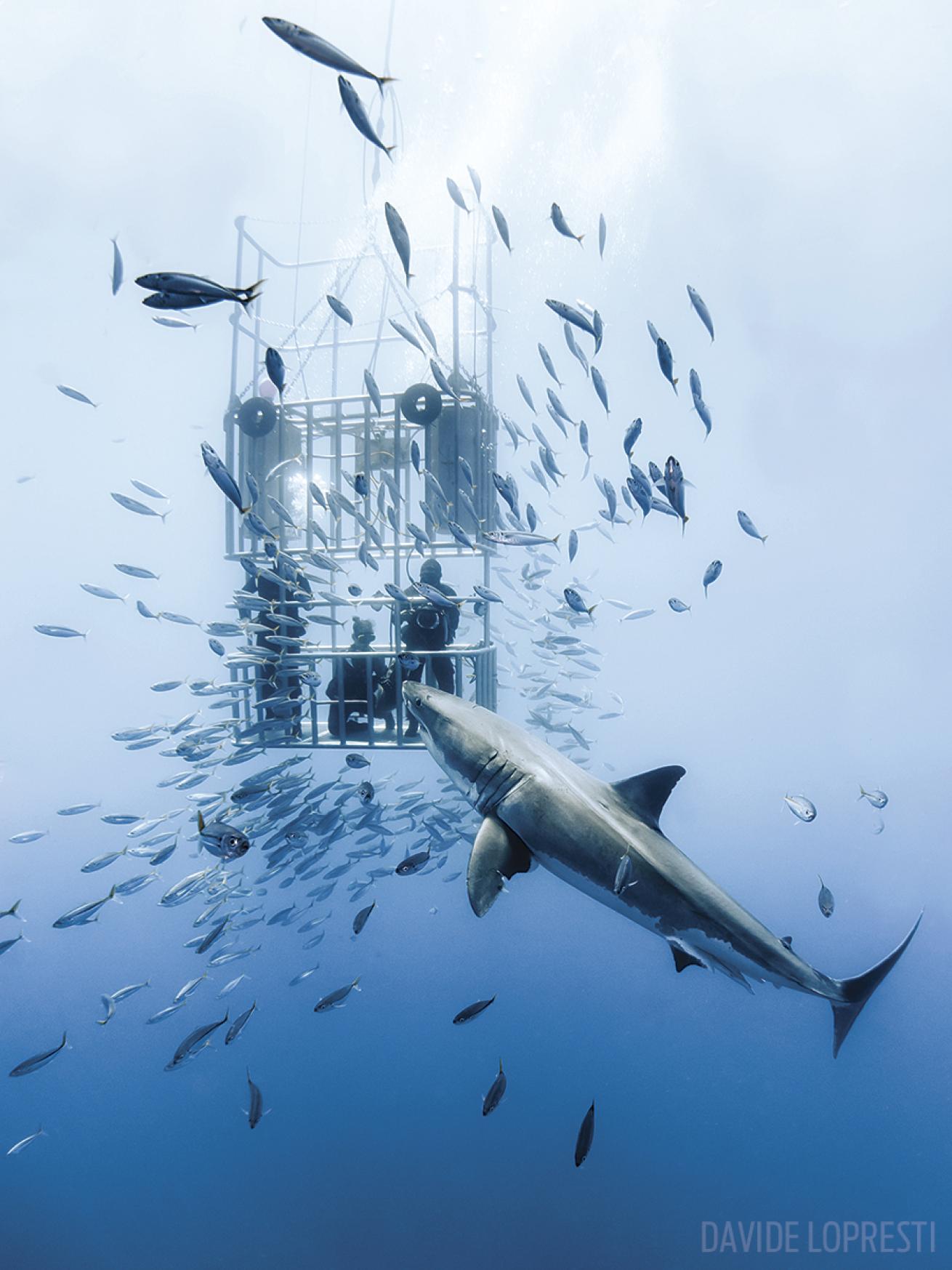 Cage diving with great white sharks in Mexico&#039;s Baja Peninsula