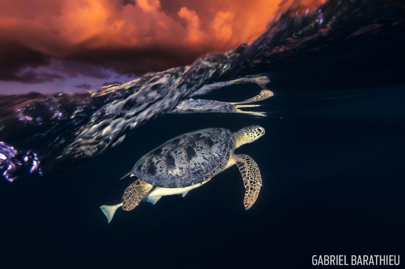 Green Sea Turtle 