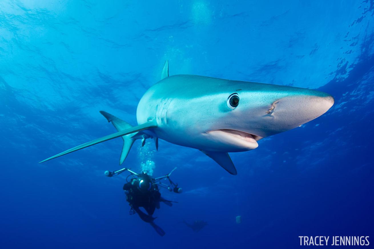 Blue Shark