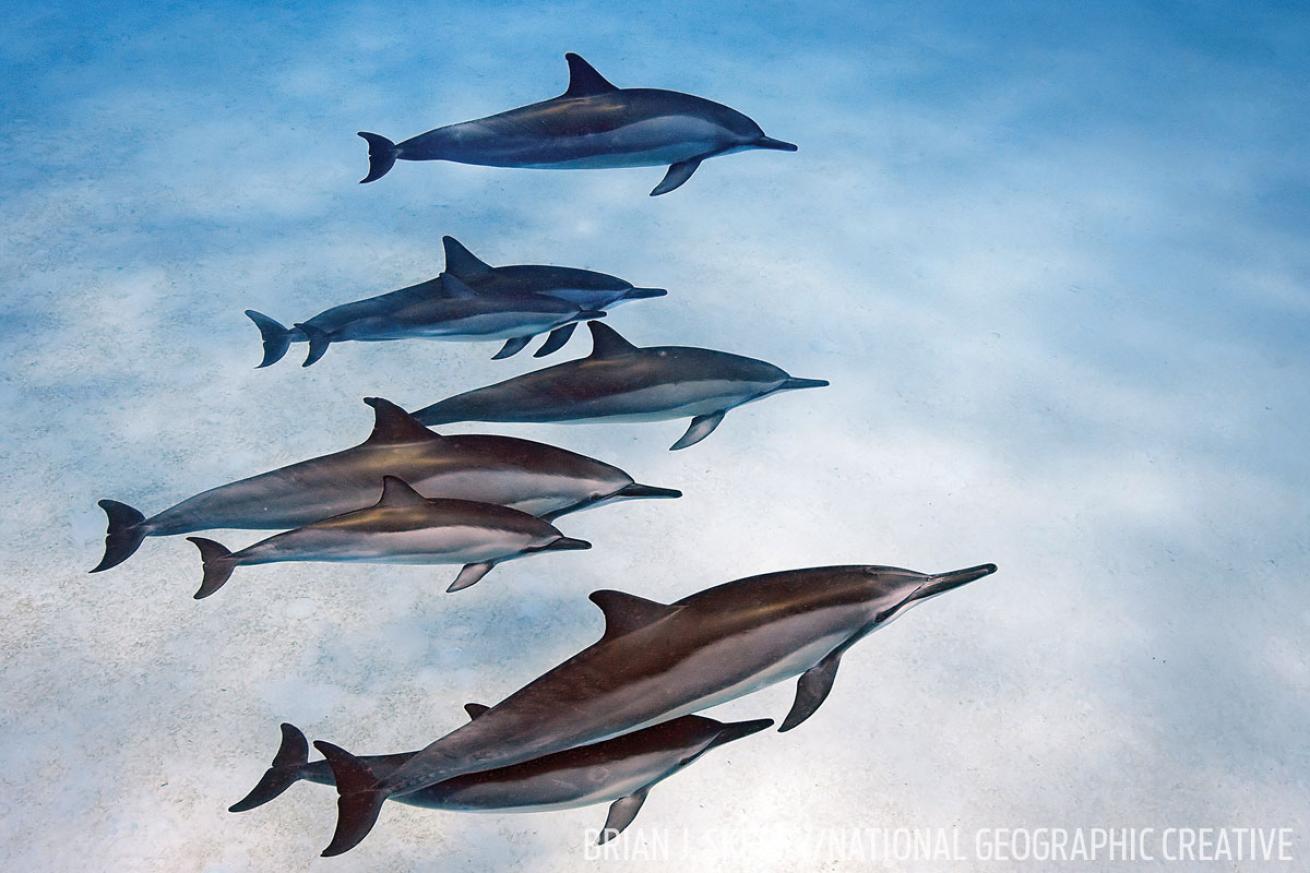 hawaii spinner dolphins