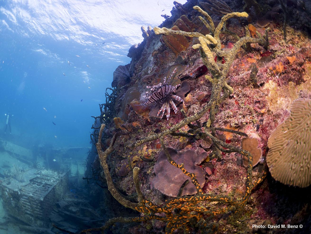 cuba isle of youth scuba diving