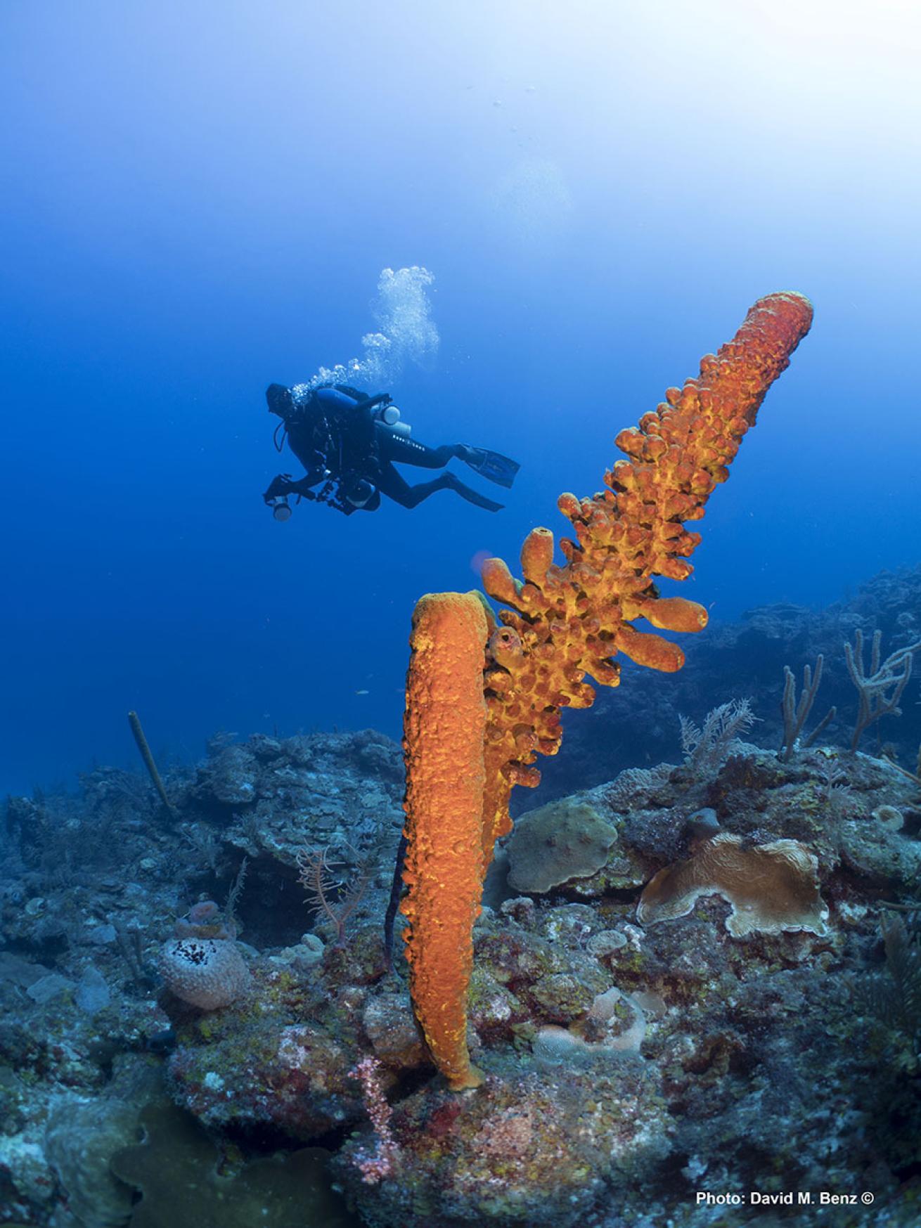 cuba isle of youth scuba diving