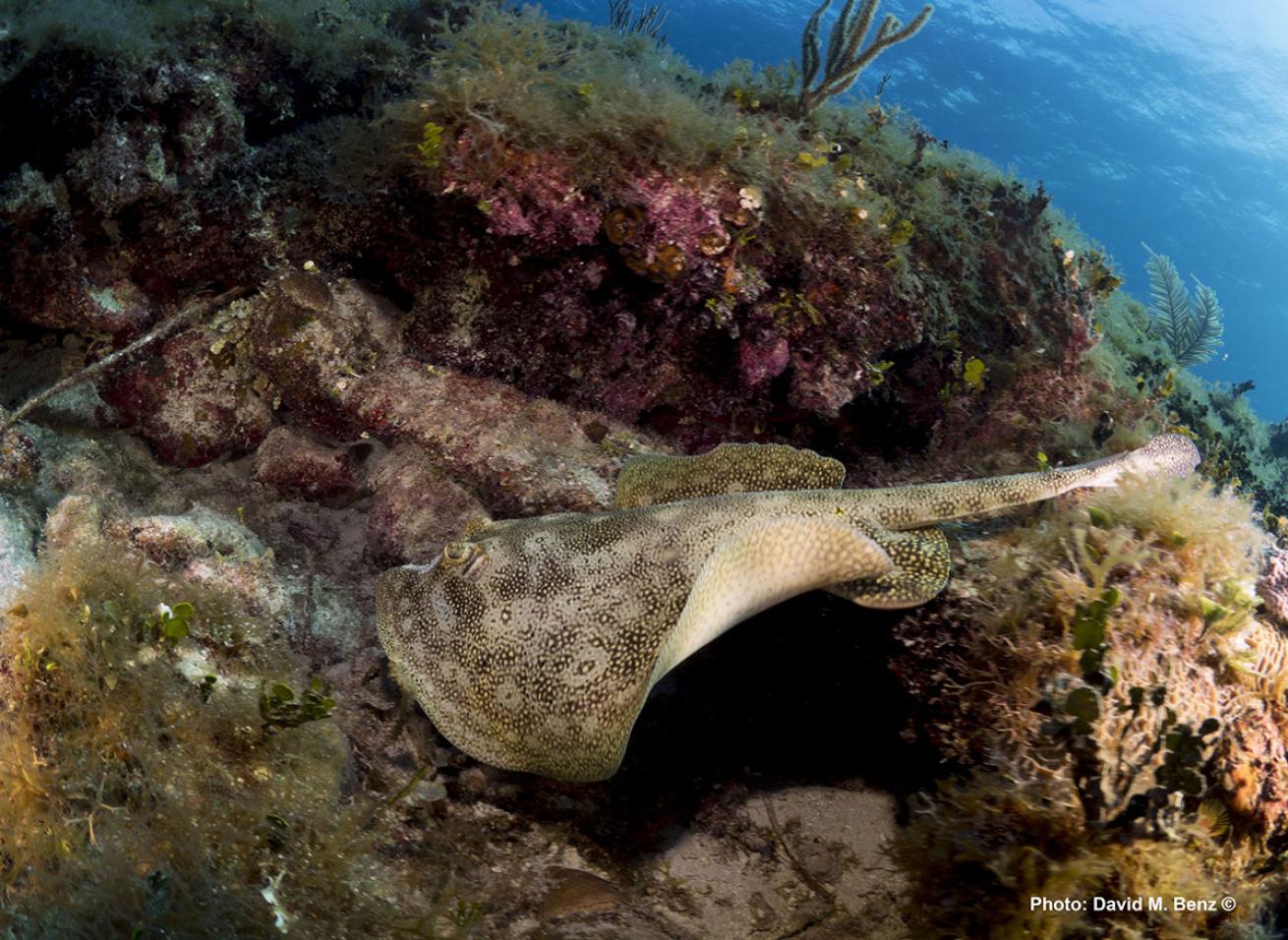 cuba isle of youth scuba diving