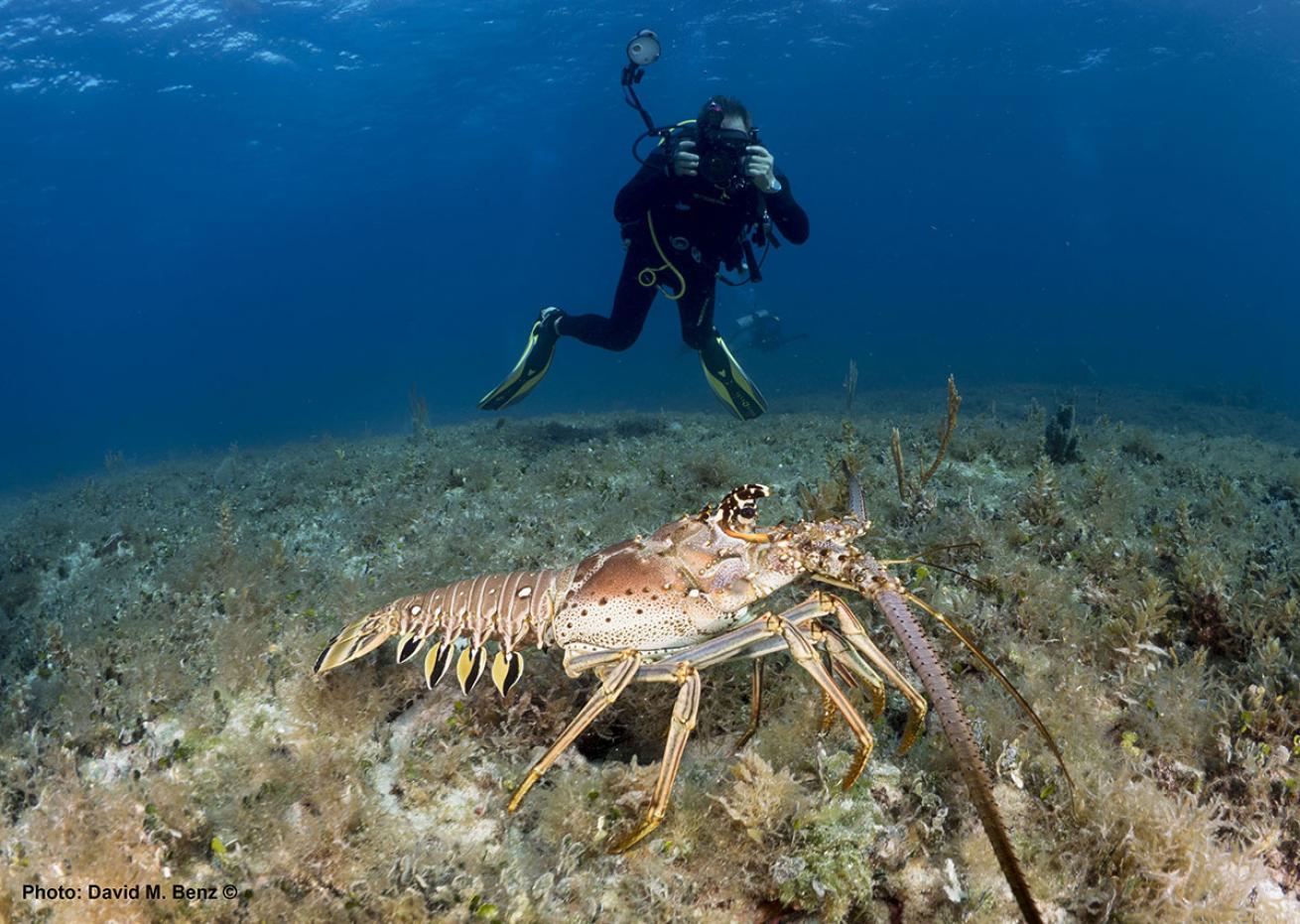 cuba isle of youth scuba diving