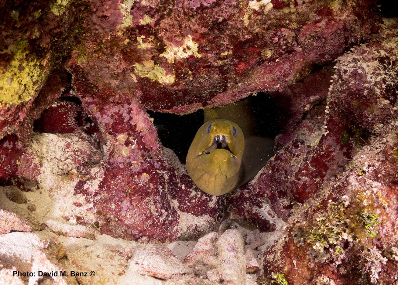 cuba isle of youth scuba diving