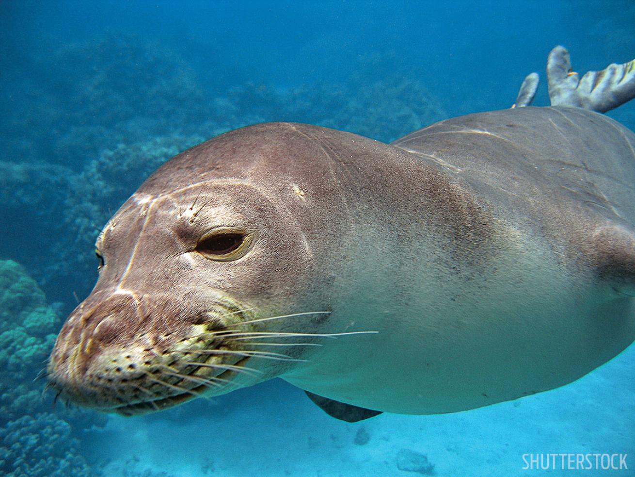 Hawaiian Monk Seal